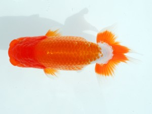 第1回駿河らんちゅう会品評大会　取締一　江藤芳一　田方郡