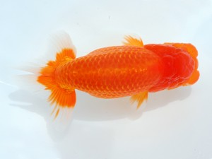 第1回駿河らんちゅう会品評大会　取締二　吉村友良　富士市