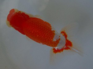 第21回観栄らんちう会品評大会 東大関　秋吉一孝　東鱗会