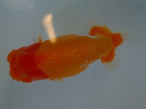 第21回観栄らんちう会品評大会 取締一　年森洋一　宮崎優魚会