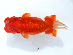 第55回津島市文化祭金魚品評大会 東大関　水谷守兵　名古屋市