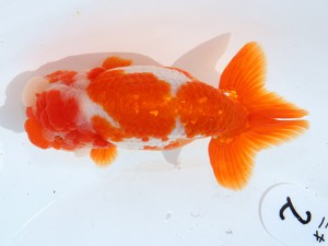 第55回津島市文化祭金魚品評大会 西大関　泉　憲明　日進市