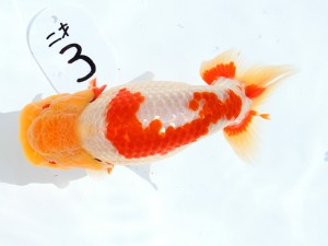 第55回津島市文化祭金魚品評大会 立行司　野見山勢次郎　名古屋市