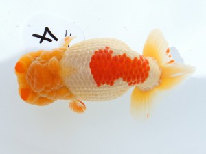 第55回津島市文化祭金魚品評大会 取締一　植田春樹　稲沢市