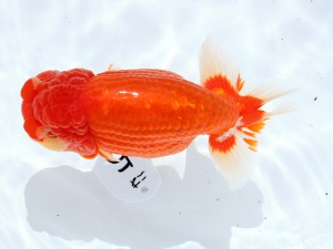 第55回津島市文化祭金魚品評大会 取締二　植田春樹　稲沢市