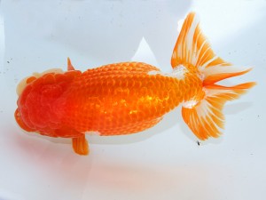 第55回津島市文化祭金魚品評大会 東大関　立松大介　津島市