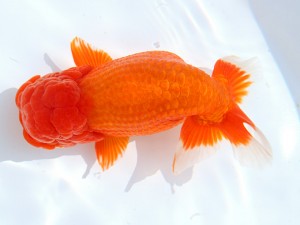 第55回津島市文化祭金魚品評大会 立行司　伊藤勝敏　津島市