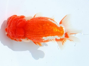 第55回津島市文化祭金魚品評大会 取締一　立松大介　津島市