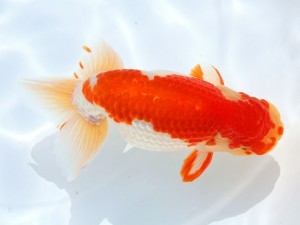 第55回津島市文化祭金魚品評大会 取締二　野村　豊　弥富市