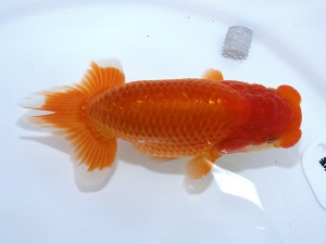 第55回津島市文化祭金魚品評大会 東大関　近藤憲正　あま市