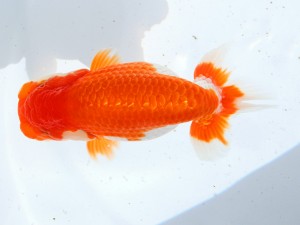 第55回津島市文化祭金魚品評大会 取締二　泉　憲明　日進市