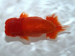 桑名愛錦会 東大関　梅村利樹　名古屋