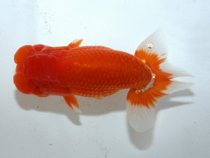 桑名愛錦会 西大関　都築正典　常滑