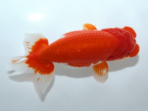 桑名愛錦会 立行司　榊原英樹　武豊