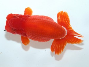 桑名愛錦会 取締一　沢田光孝　半田