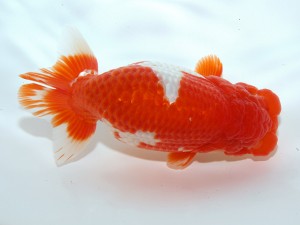 桑名愛錦会 取締二　稲葉信泰　美浜