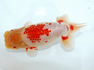 桑名愛錦会 東大関　野見山勢次郎　名古屋