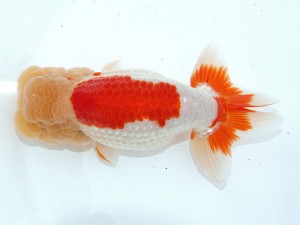 桑名愛錦会 西大関　梅村利樹　名古屋