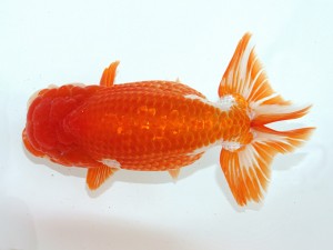 桑名愛錦会 立行司　立松大介　津島