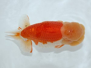 桑名愛錦会 取締一　高須一三　名古屋