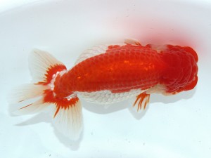 桑名愛錦会 取締二　片山喜代治　常滑