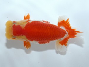 桑名愛錦会 東大関　山田芳人　清須