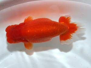 桑名愛錦会 西大関　伊東俊久　鈴鹿