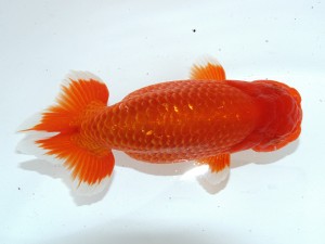 桑名愛錦会 立行司　伊藤勝敏　津島