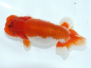 桑名愛錦会 取締一　片山喜代治　常滑