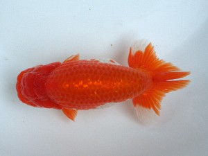 南予らんちゅう会 西大関　山下邦夫　宇和島