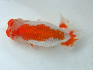 南予らんちゅう会 立行司　中村優作　西条