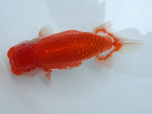 南予らんちゅう会 取締一　小笠原義照　岡山