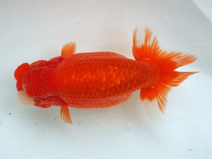 南予らんちゅう会 取締二　司馬秀樹　岡山