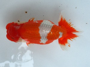 南予らんちゅう会 東大関　末光　亨　宇和島