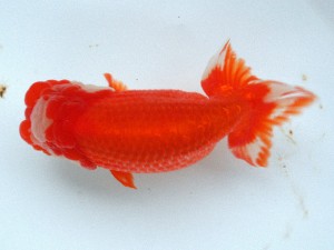 南予らんちゅう会 西大関　加藤弘志　岡山