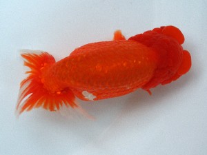 南予らんちゅう会 立行司　加藤弘志　岡山