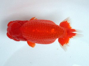 南予らんちゅう会 取締一　山下邦夫　宇和島