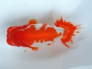 南予らんちゅう会 取締二　山口人史　保内