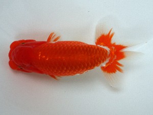 南予らんちゅう会 東大関　小笠原義照　岡山