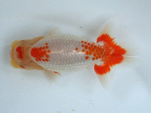 南予らんちゅう会 西大関　四宮陽一　宇和島