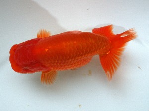 南予らんちゅう会 取締一　末光　亨　宇和島