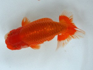 南予らんちゅう会 取締二　尾上盛利　鬼北