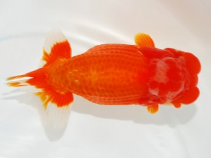 日本らんちう協会全国品評大会 東大関　内田　扶　和歌山