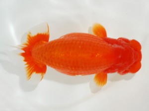 日本らんちう協会全国品評大会 勧進元一　熊澤　誠　神奈川