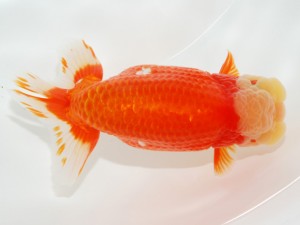 日本らんちう協会全国品評大会 勧進元二　杉浦久敏　愛知