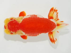 日本らんちう協会全国品評大会 行司一　野見山勢次郎　愛知