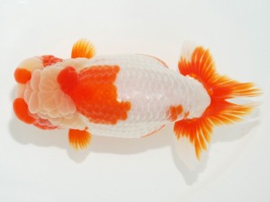 日本らんちう協会全国品評大会 行司二　石橋賢治　静岡