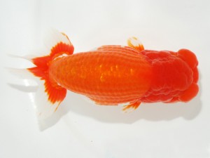 日本らんちう協会全国品評大会 行司三　齋藤一成　東京