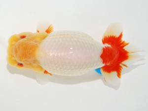 日本らんちう協会全国品評大会 脇行司一　橋本雅資　大阪