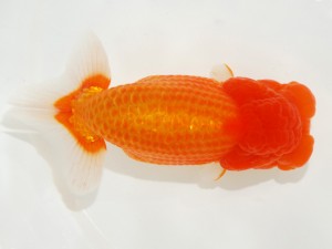 日本らんちう協会全国品評大会 西大関　青木浩一　東京